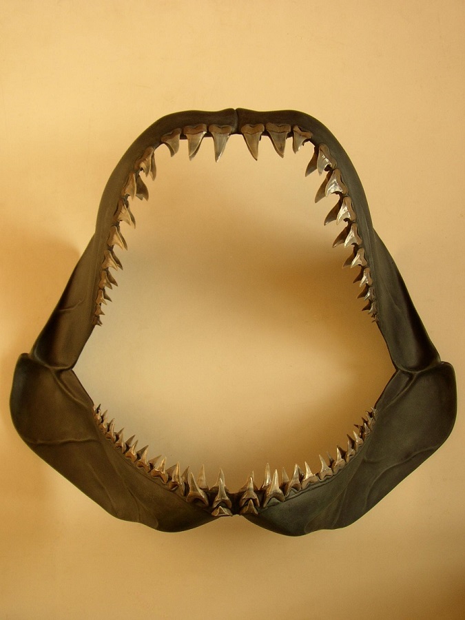 Haaienkaak 3D model van de isurus Escheri. De echte fossielen escheri tanden zijn zorgvuldig gedetermineerd en vervolgens een een epoxy reconstructie vastgezet. Perfect voor een haaien show of tentoonstelling tbv educatie voor de bezoekers