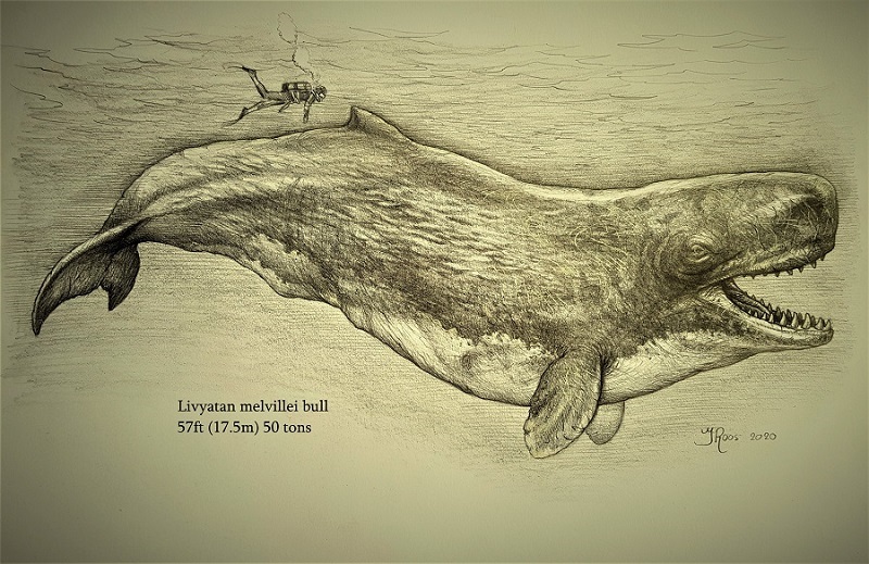 Schaaltekening Livyatan melvillei wetenschappelijk onderbouwde reconstructie van prehistorische walvis