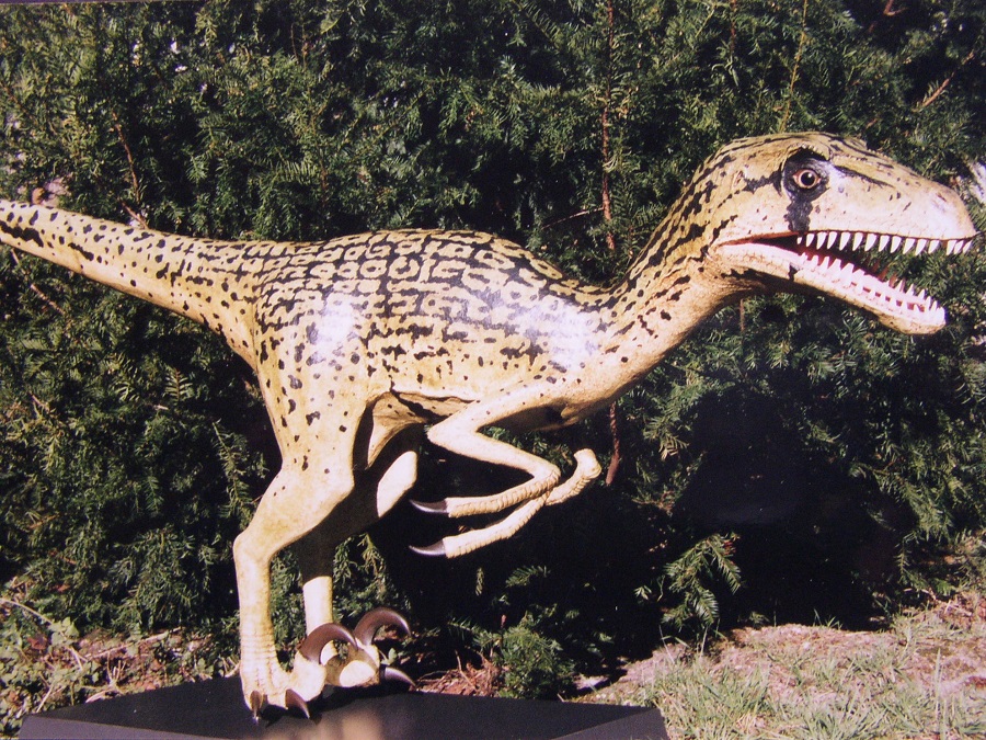Dinosaurus polyester 3D object , Utah raptor model in opdracht van geologische museum van Nederland de groene Poort