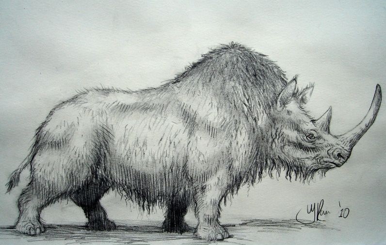 Tekening van de wolharige neushoorn. Gebruikt als illustratie in een tijdschrift over het pleistocene tijdperk. Artistieke reconstructietekening van een uitgestorven dier.