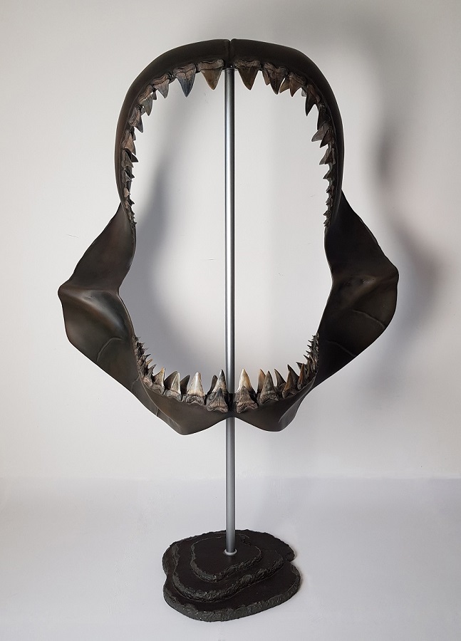 Paleo Kunstobject van de hastalis haaienkaak. De haaientand fossielen zijn afkomstig van fossielenvindplaats Mill. De tanden staan stevig in een gereconstrueerde kaak gemaakt van polyester. Tentoongesteld in museum Historyland
