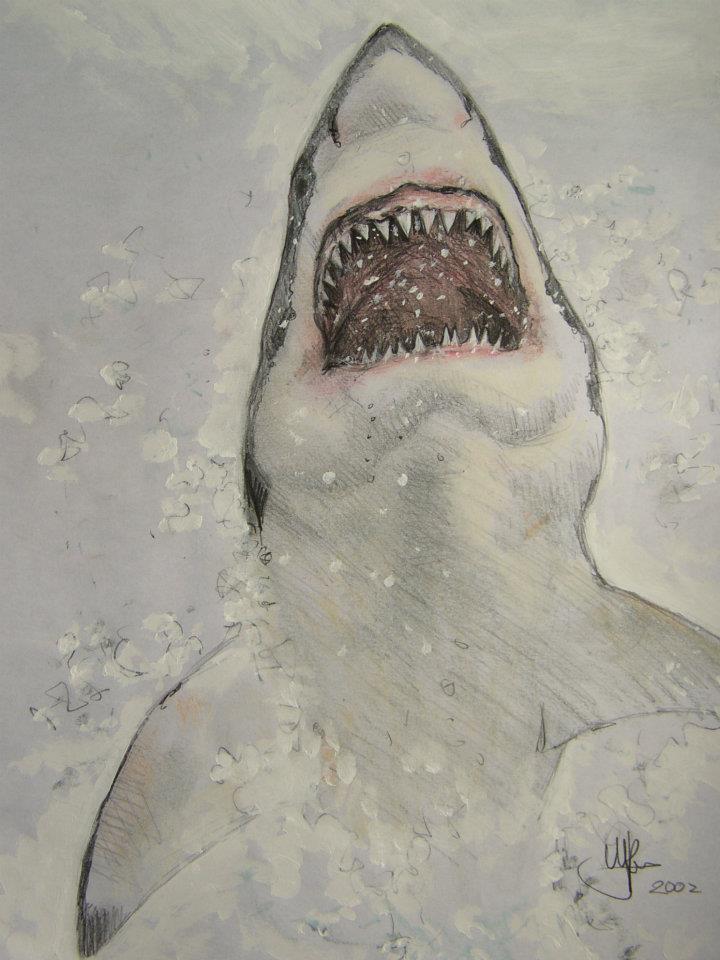 Tekening van de witte haai springend uit het water. Gemaakt door tekenaar Jaap Roos