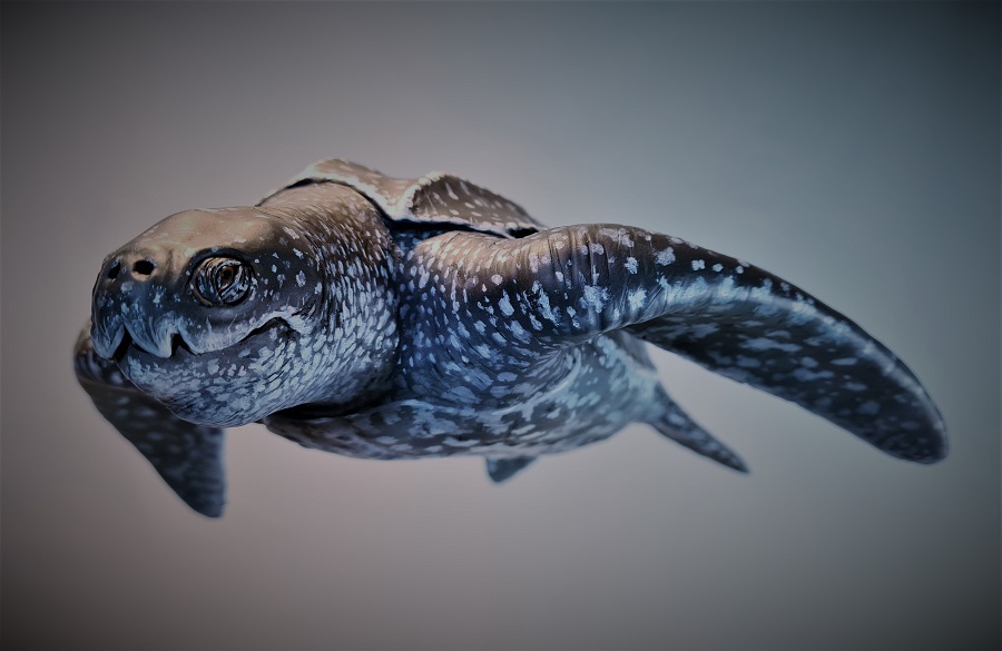 Model schildpad levensecht realistisch diermodel gemaakt door Jaap Roos
