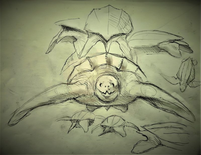 Schets ontwerp lederschildpad verschillende aanzichten voor de anatomie