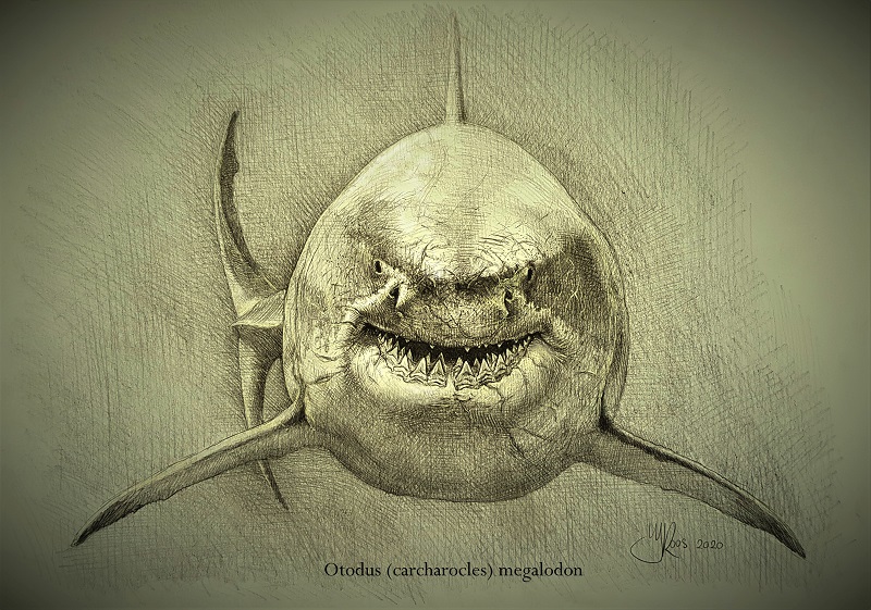 Tekening megalodon vooraanzicht uitgestorven haai