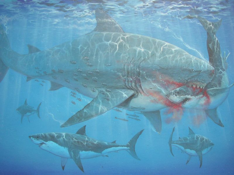 Oceaan tekening met de uitgestorven haai de megalodon en de witte haai. Geschilderd door animalier Jaap Roos