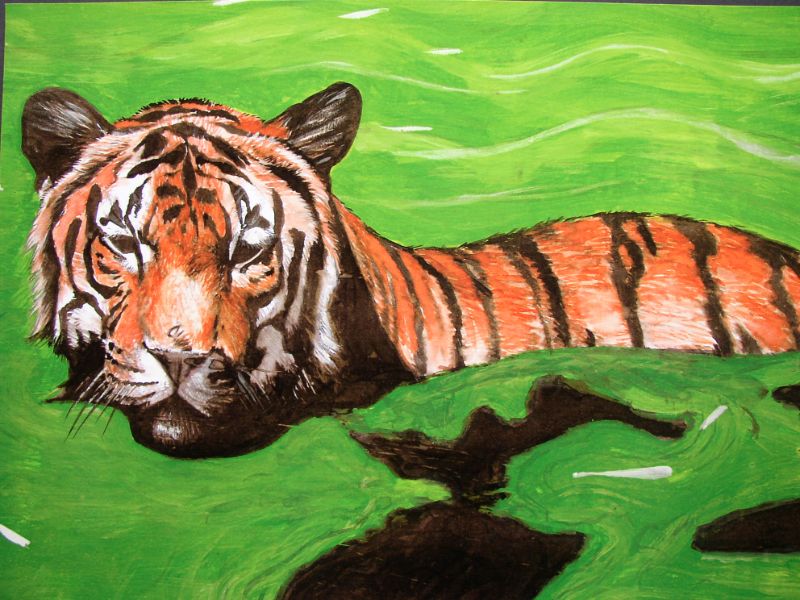 Realistische natuur tekening van een tijger die aan het zwemmen is. Lang geleden getekend door animalier Jaap Roos.