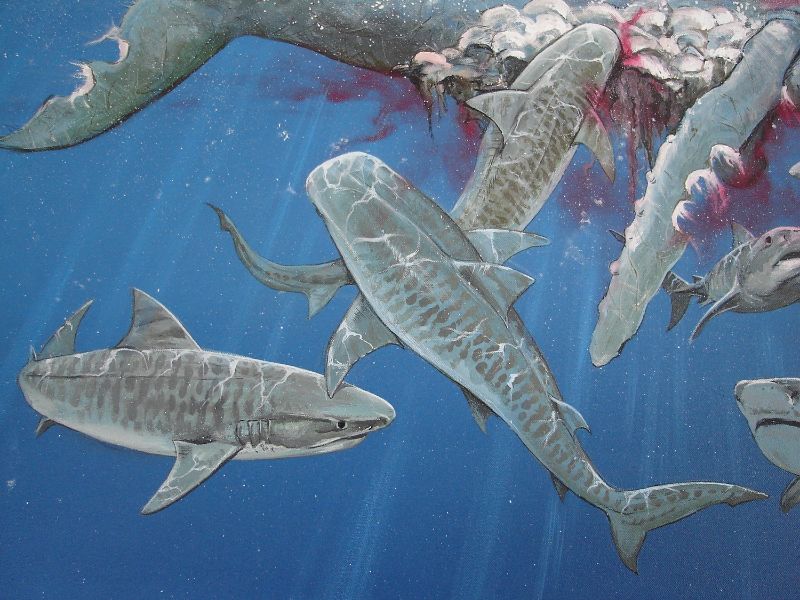 Realistisch schilderij op doek van tijgerhaaien die walvis aanvallen. Ontworpen en geschilderd door animalier Jaap Roos