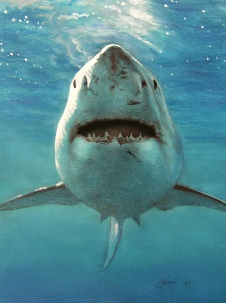 Dieren schilderij van de witte haai vooraanzicht, door illustrator Jaap Roos