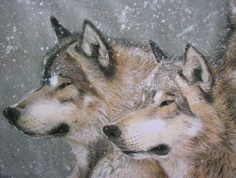 dierenschilderij gemaakt door natuurschilder Jaap Roos. Wolven in de sneeuw, het zijaanzicht.