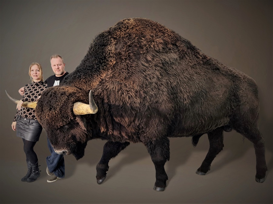 3D model bison priscus. Modelmaker Jaap Roos heeft deze prehistorische wisent, de steppewisent gemaakt.