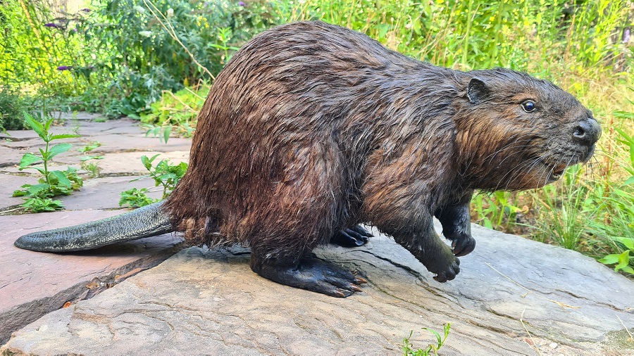 Sculpture realistic looking beaver made by Jaap Roos. 100% animal parts free